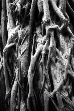 Old tree roots. Stock Photos