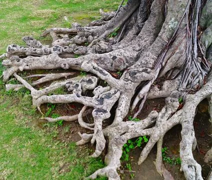 The old tree roots Stock Photos