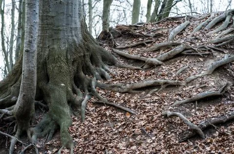 Old tree roots Stock Photos