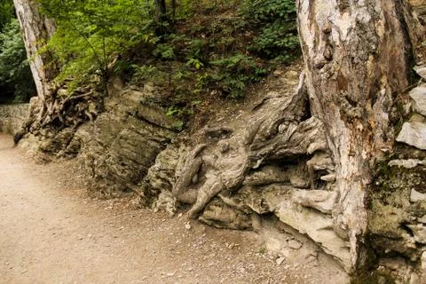 Old tree roots. Stock Photos