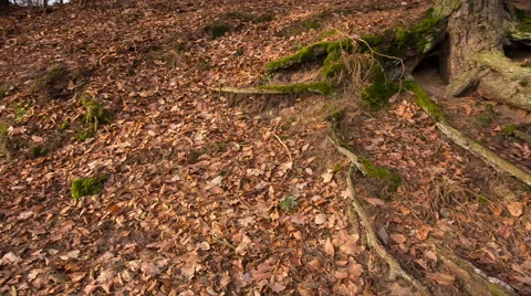 Old tree roots in spring forest Stock Footage 58653617