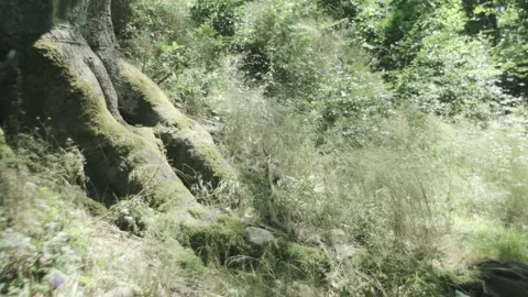 Old tree roots in sunny forest, static, ungraded Stock Footage 135548319