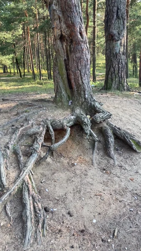 Old tree, roots on the surface. Vertical video Stock Footage 283381974