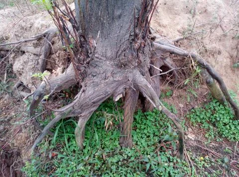 Old tree roots texture image Stock Photos