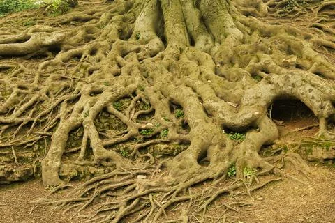 Old tree roots twisting above ground Stock-Fotos