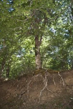 Old tree with roots in view Stock Photos