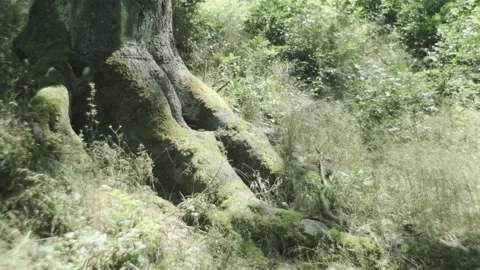Old tree roots in windy forest, static, ungraded Stock Footage 135548349