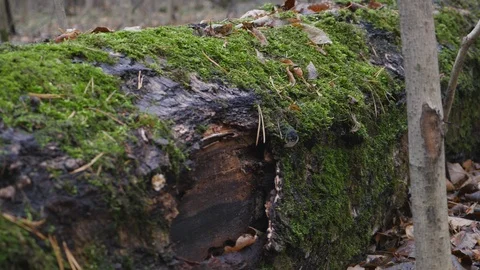 Old Tree Rotten Log Overgrown With Green Moss In Late Autumn Forest Panning Slid Stock Footage 121539632