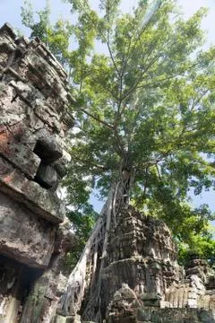 Old tree in the ruins. Stock Photos