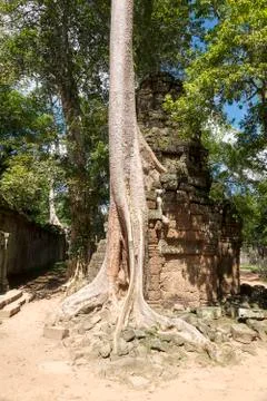 Old tree in the ruins. Stock Photos