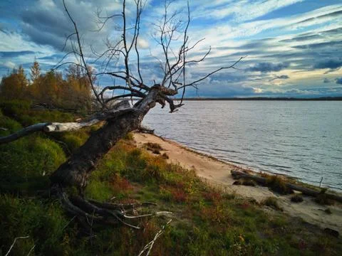 Old tree on a sandy beach Stock Photos