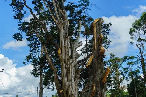 An old tree with sawed off branches Stock Photos