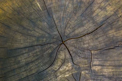 Old tree section with annual rings and cracks, wooden pattern, nature backgro Stock Photos