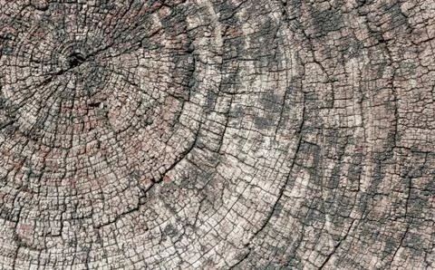 Old Tree Section Stock Photos