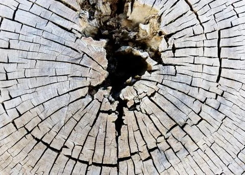 Old tree section Stock-Fotos