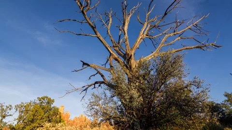 Old Tree Sedona Sunset Time Lapse Stock-Footage 39720600