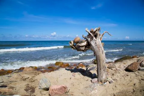 An old tree on the shore of the blue sea. Stones, wood, sea and sky Stock Photos