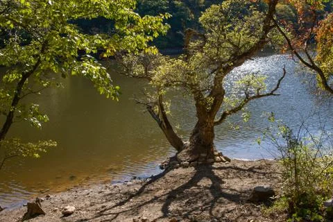 Old tree at a shore in jusanji Stock Photos