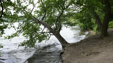 Old Tree on shore of Laach Lake 스톡 동영상 40490313