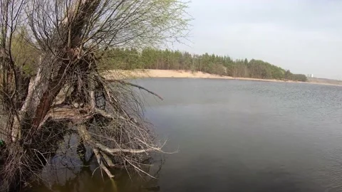 Old tree on the shore of a sandy lake	 Stock Footage 149317874