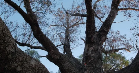 Old Tree shot with a wide angle view set against blue afternoon sky Stock Footage 82551837