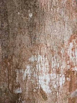 Old tree showing rough and stained texture 写真素材