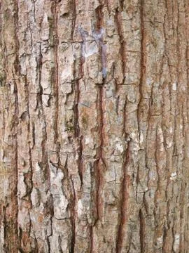Old tree showing rough and stained texture 写真素材