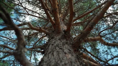 Old tree in the Siberian forest in summer Stock Footage 160271546