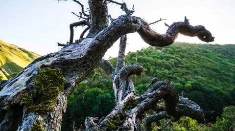 Old tree on the side of a mountain in motion time lapse Stock Footage 43011223