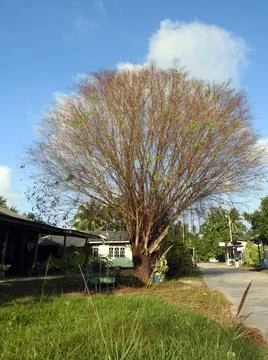 Old Tree on the Side of the Road Stock Photos