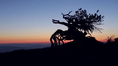 Old tree silhouette at sunset Stock Footage 49099846