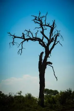Old tree silhouette at sunset Stock Photos