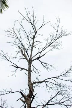 Old tree with sky background Foto stock