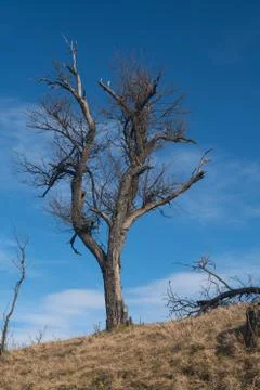 Old tree on the slope in early spring Stock Photos