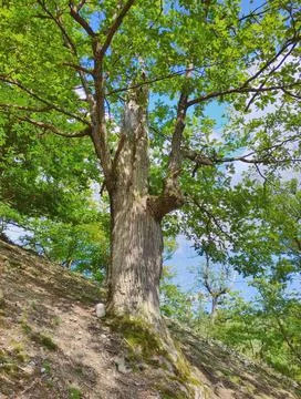 Old tree on a slope Stock-Fotos