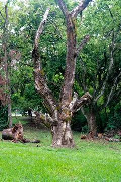 An Old Tree that is slowly deteriorating Stock Photos
