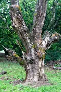 An Old Tree that is slowly deteriorating Fotos de archivo