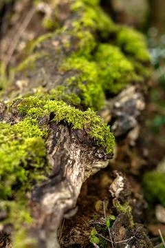 The old tree snag with moss Stock Photos