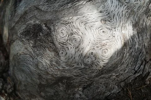 An old tree with spirals on the root and bark. Relict pine. Stock Photos