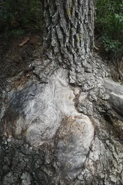 An old tree with spirals on the root and bark. Relict pine. Stock Photos