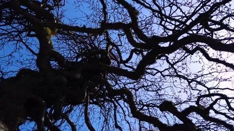 Old Tree - Spring Day - Close Panorama 動画素材 152492578