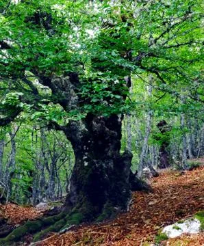 Old tree in spring with green leaves Stock Photos