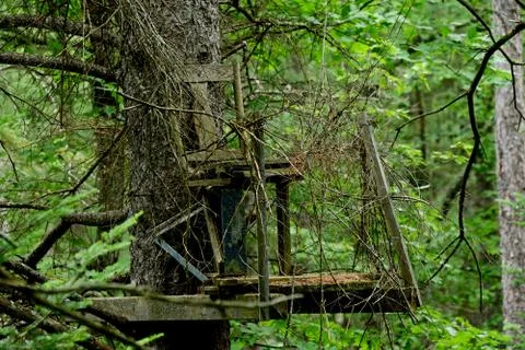 Old Tree Stand Stock Photos