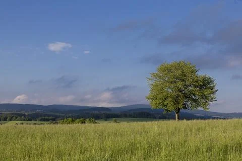 Old tree standing alone in a green meadow with scenic hills and blue sky Stock Photos
