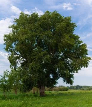 An old tree standing alone Stock Photos