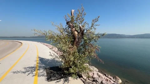 Old Tree Standing by the Calm Waters of Sapanca Lake, Turkey Stock Footage 340974600