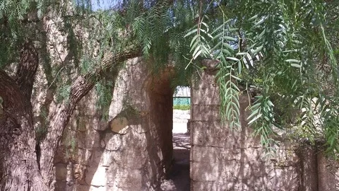 Old Tree Standing in Front of Ancient Doorway in Stone Wall Stock Footage 77771359