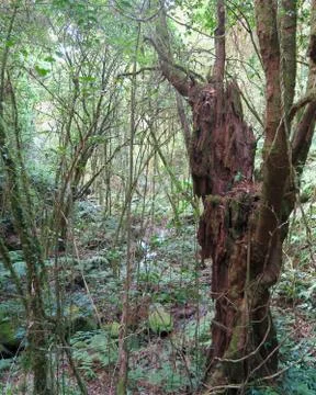 Old tree standing in the middle of the forest Stock Photos
