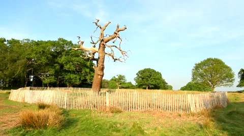 The old tree standing in the middle of the park. Stock Footage 62922733