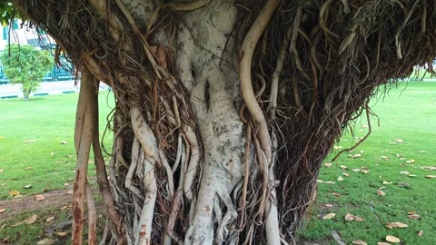 An old tree stands in the center of a public park Vidéo 320998943